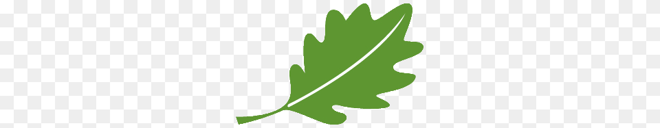 Oak Leaf, Vegetable, Produce, Plant, Leafy Green Vegetable Free Transparent Png