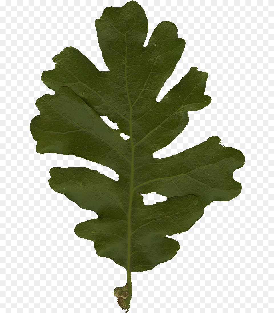 Oak Leaf, Plant, Tree Png Image