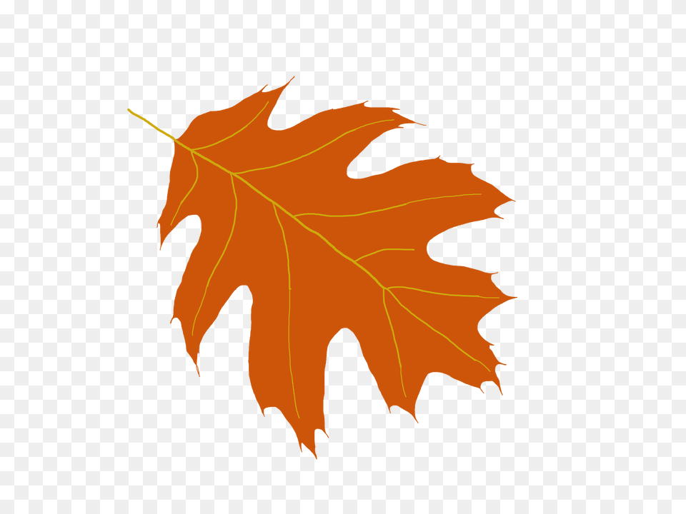 Oak Leaf Clipart, Maple Leaf, Plant, Tree Png