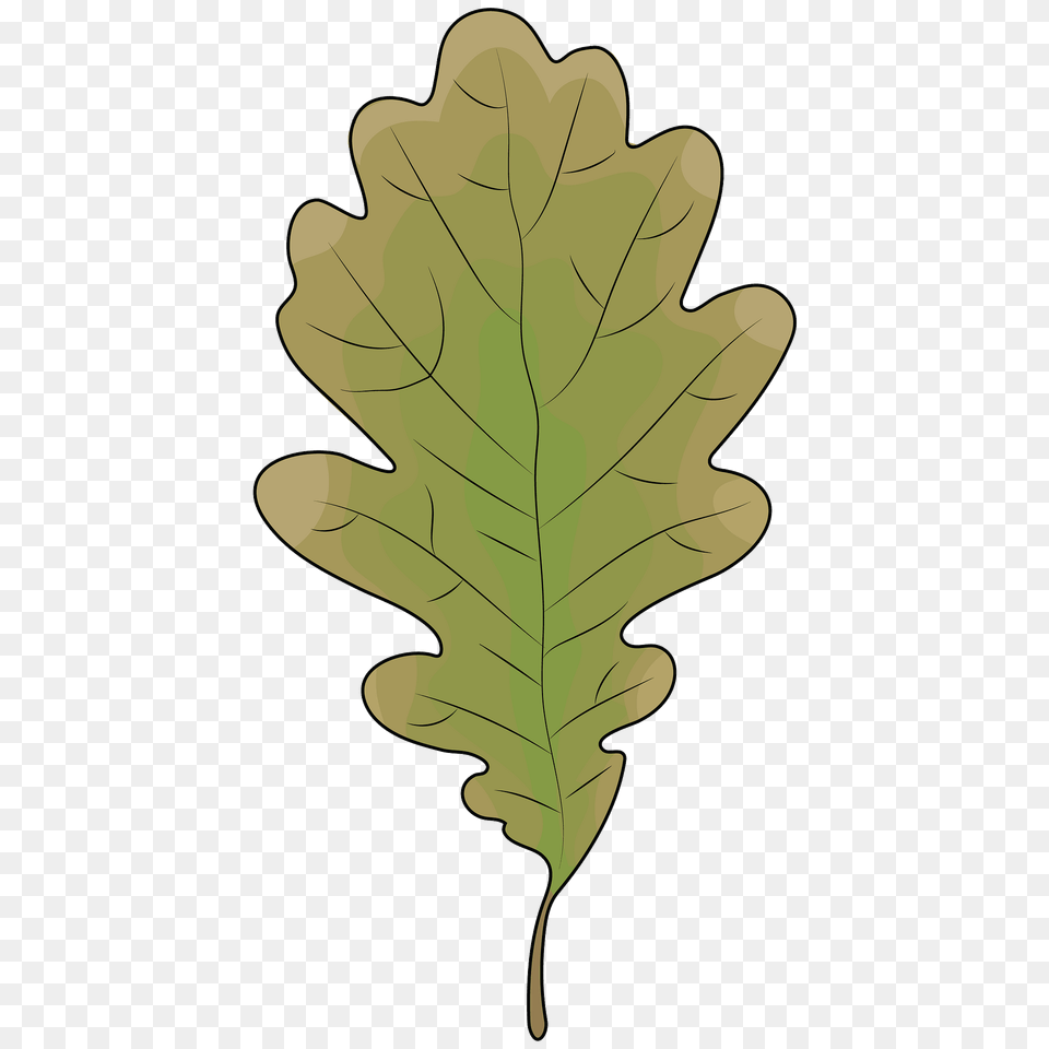 Oak Leaf Clipart, Plant, Tree, Food, Grain Free Png