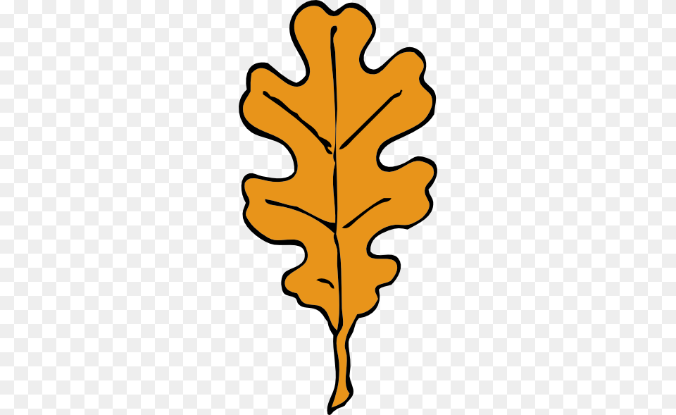 Oak Leaf Clipart, Plant, Tree, Person, Maple Leaf Png Image