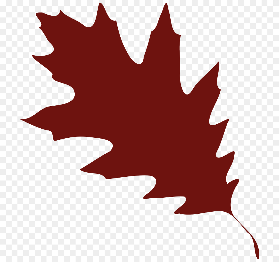 Oak Leaf Clipart, Plant, Tree, Maple Leaf, Person Png