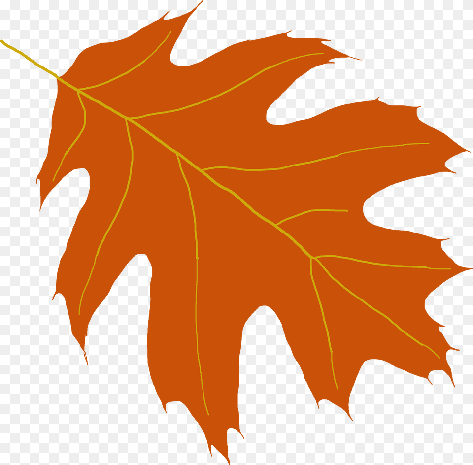 Oak Leaf Clipart Transparent Oak Tree Leaf, Plant, Maple Leaf, Person, Maple Free Png