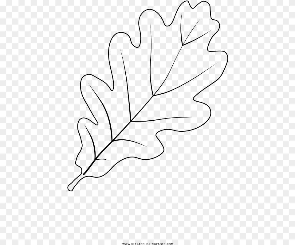 Oak Leaf Coloring, Gray Free Png