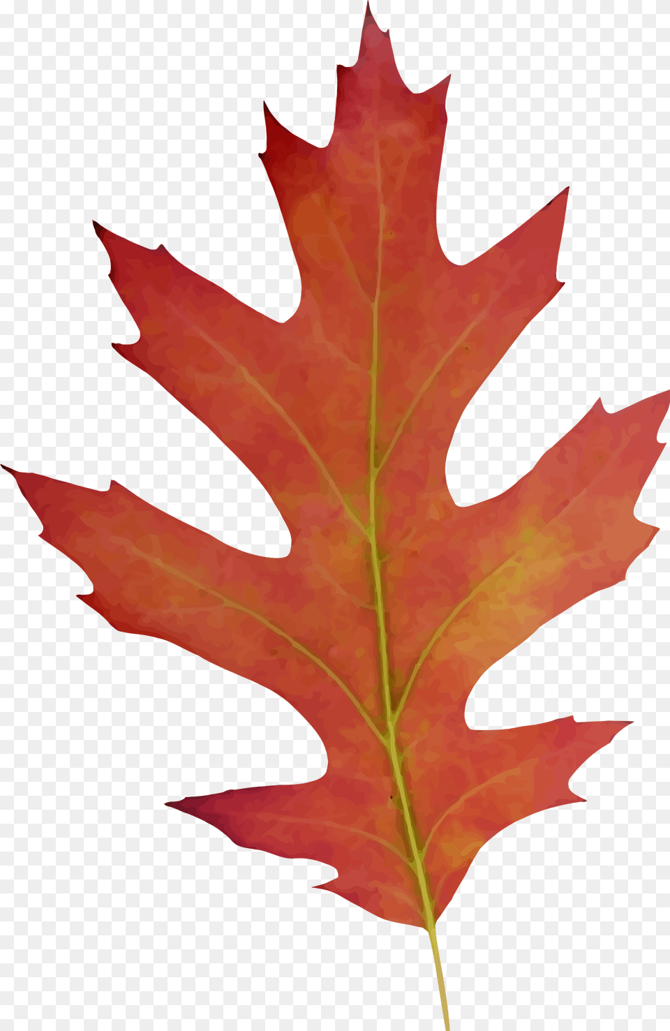Oak Leaf Fall Drawing Clipart Red Oak Tree Drawing, Plant, Person, Maple Leaf, Maple Free Png Download