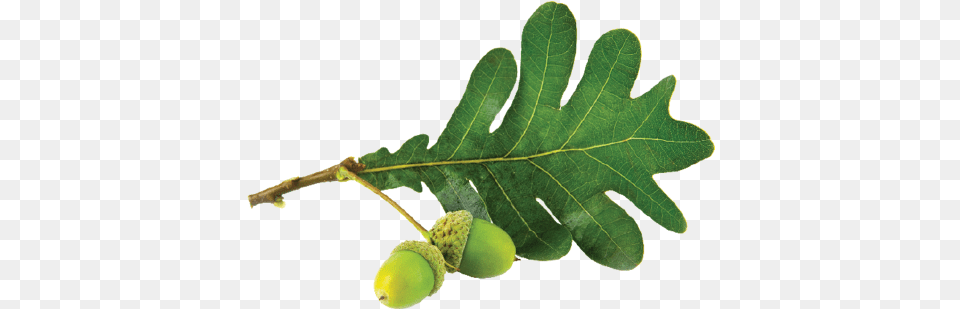 Oak Leaf Gambel Oak, Vegetable, Produce, Plant, Nut Free Png Download