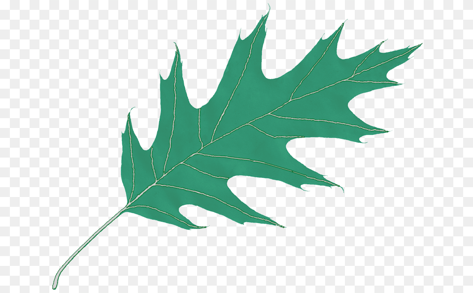 Oak Leaf Icon, Plant, Tree, Maple Leaf Free Transparent Png