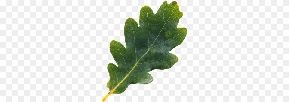 Oak Leaf Oak Tree Leaf, Plant Png