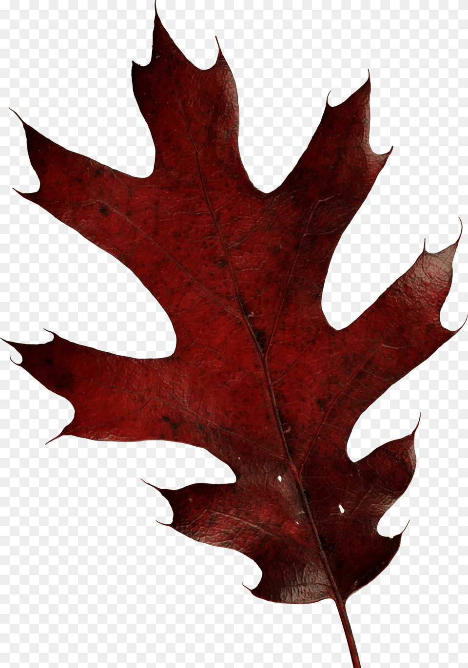 Oak Leaf Transparent, Plant, Tree, Maple Leaf, Maple Png Image