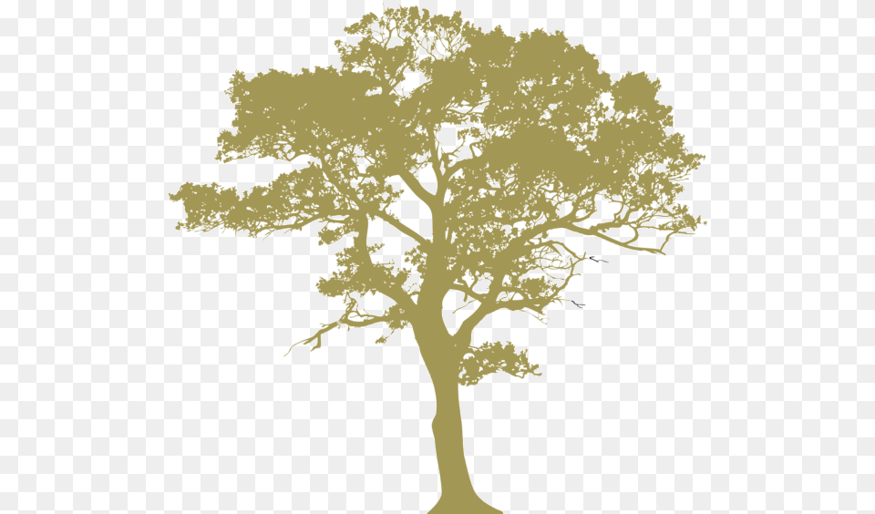 Oak Leaf Tree Silhouette, Plant, Sycamore, Person, Potted Plant Free Transparent Png