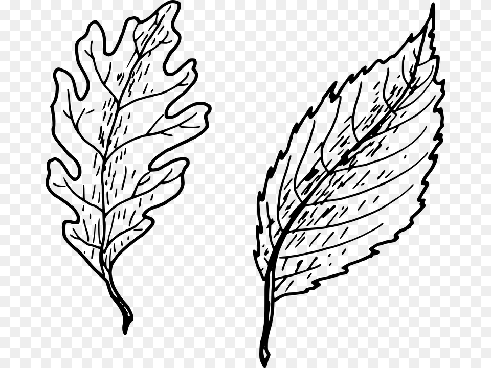 Oak Leaf Vector 21 Buy Clip Art Hand Drawn Leaf, Gray Png Image
