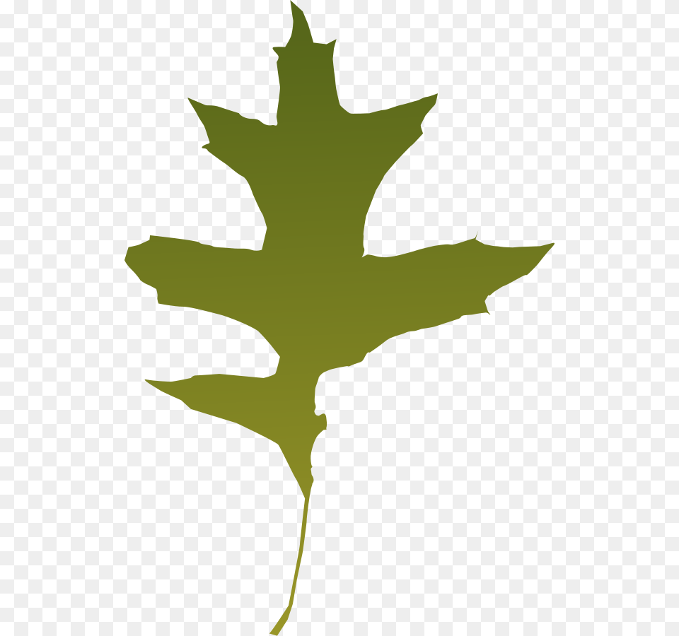 Oak Leaf Vector, Maple Leaf, Plant, Person Free Png Download