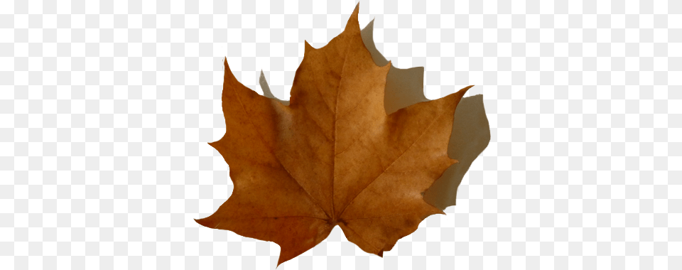 Oak Leaf With Shadow Fall Leaf With Shadow Brown Leaf Transparent Background, Plant, Tree, Maple Leaf, Person Png