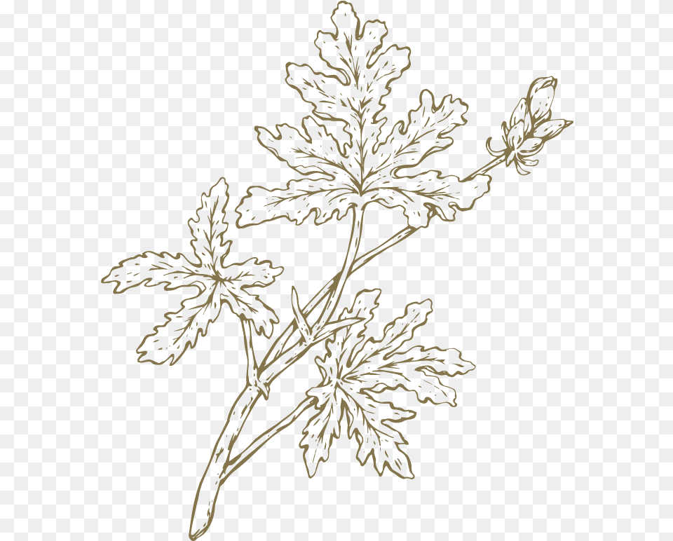 Oak Leaved Geranium Drawing, Leaf, Plant, Outdoors, Nature Free Png Download