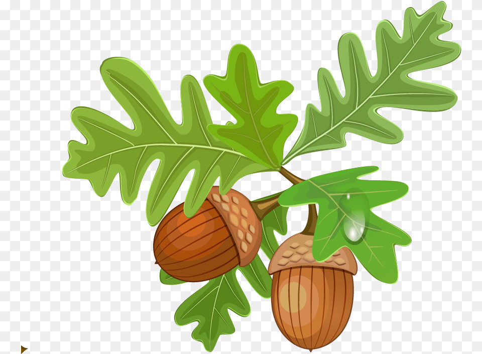 Oak Leaves Acorn Clipart, Food, Nut, Plant, Produce Free Png