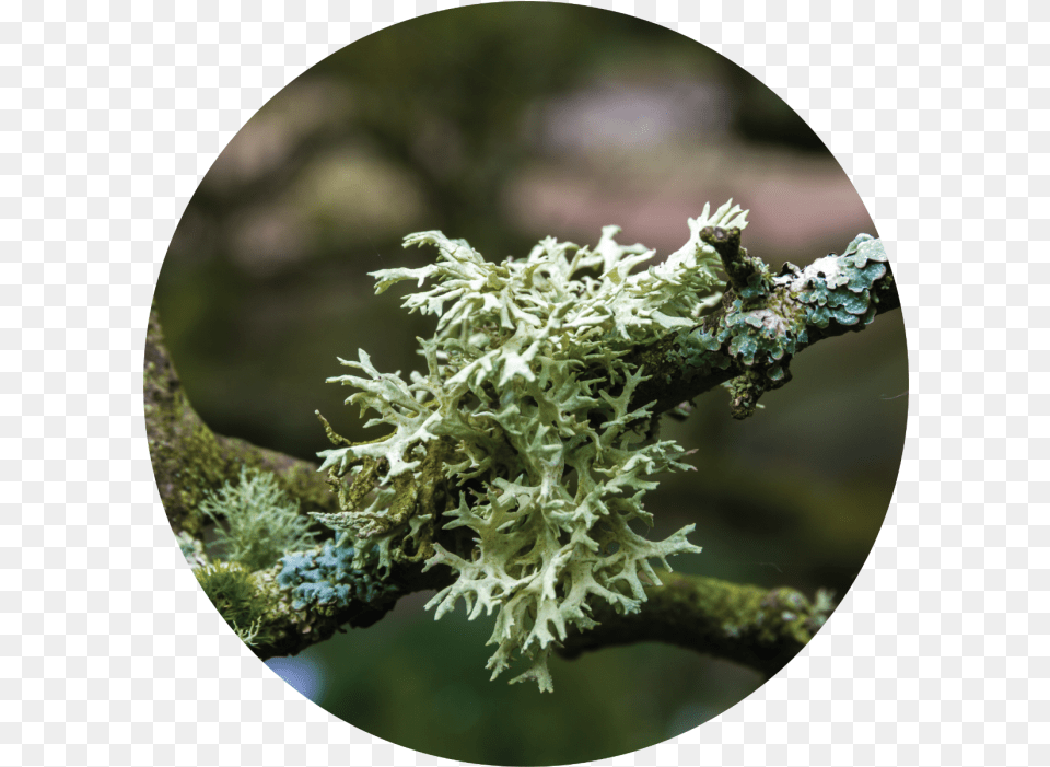 Oak Moss Absolute, Plant, Tree, Algae Free Png Download