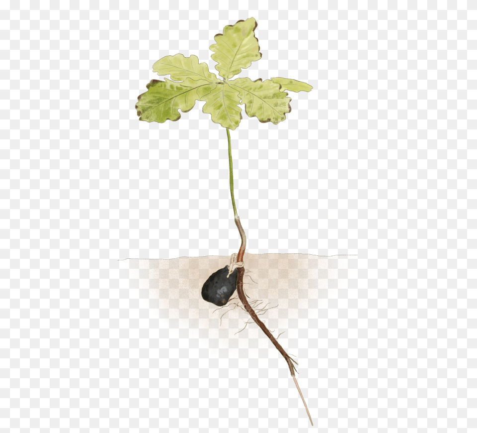 Oak Seedling Reduced, Leaf, Plant, Tree, Food Free Png