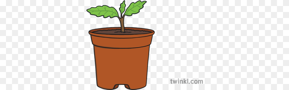 Oak Seedling Tree Plant Nature Ks1 Illustration Twinkl Flowerpot, Leaf, Cookware, Pot, Soil Png Image