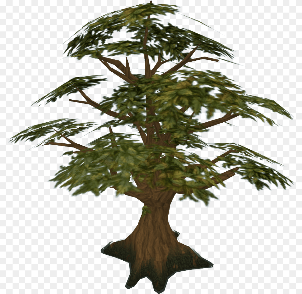 Oak The Runescape Wiki Runescape Tree, Conifer, Plant, Potted Plant, Tree Trunk Png Image