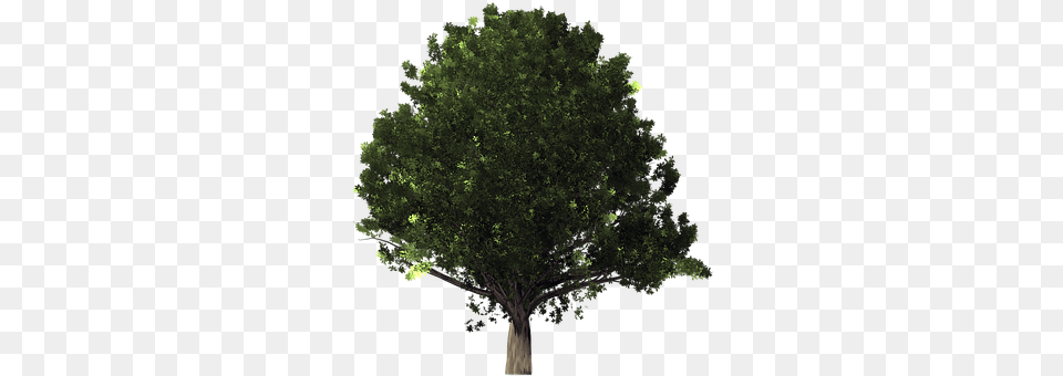 Oak Tree Plant, Sycamore, Vegetation, Tree Trunk Free Png Download