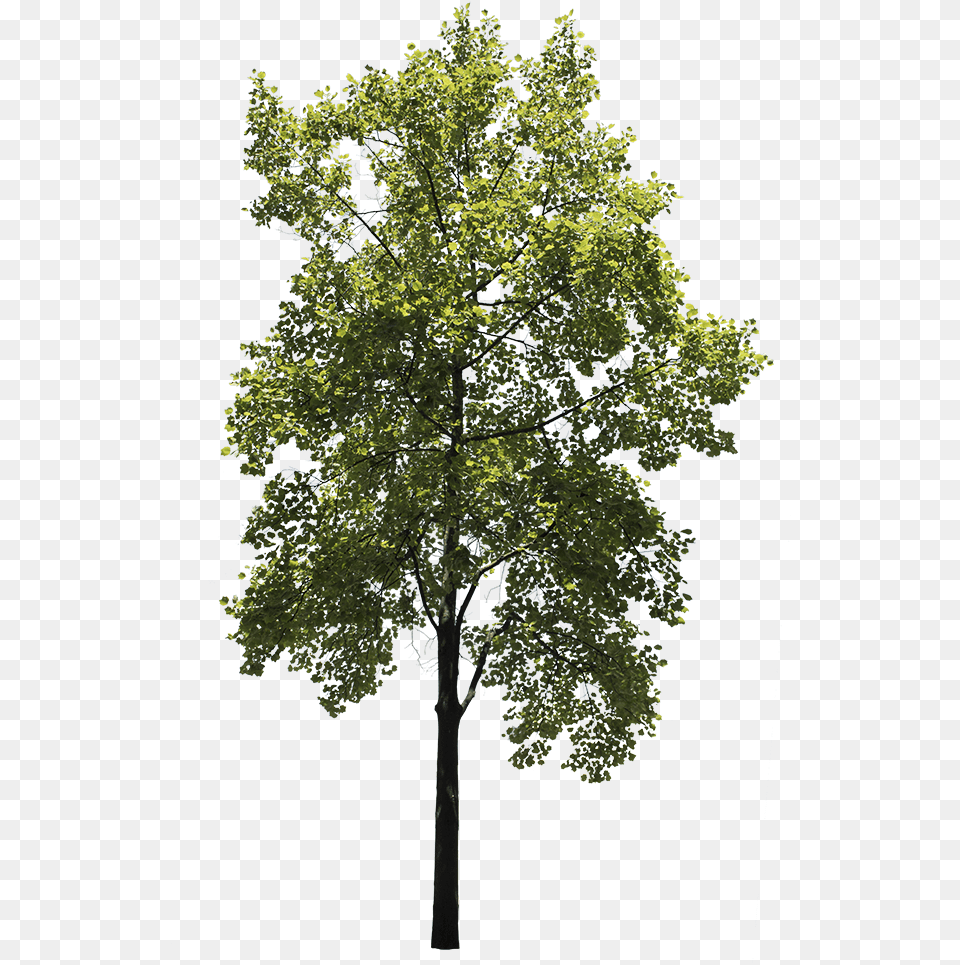 Oak Tree, Plant, Sycamore, Tree Trunk, Maple Png Image