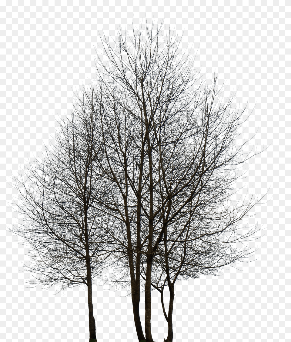 Oak Tree Free Png