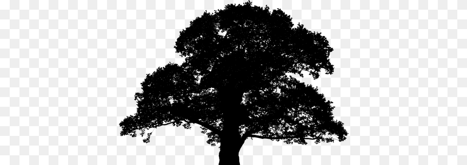 Oak Tree Gray Png