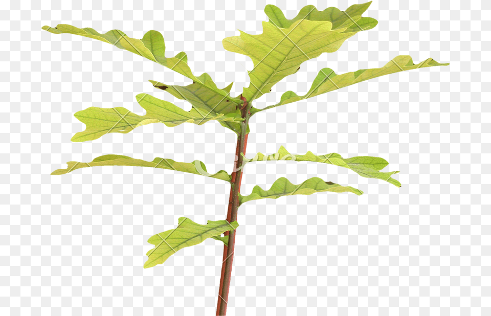Oak Tree, Leaf, Plant, Food, Grain Free Png Download