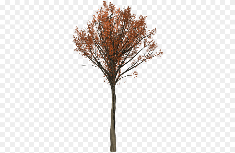 Oak Tree, Maple, Plant Free Png