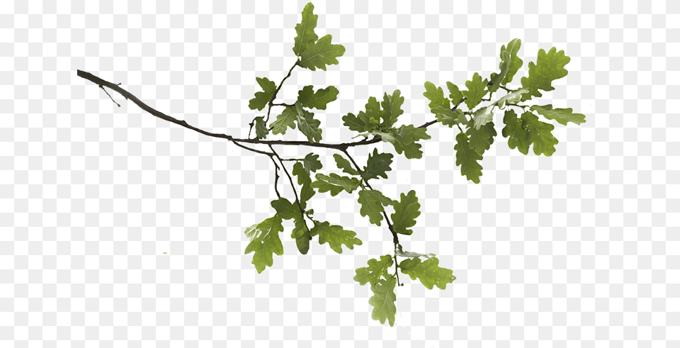 Oak Tree Branch, Leaf, Plant, Sycamore Png Image