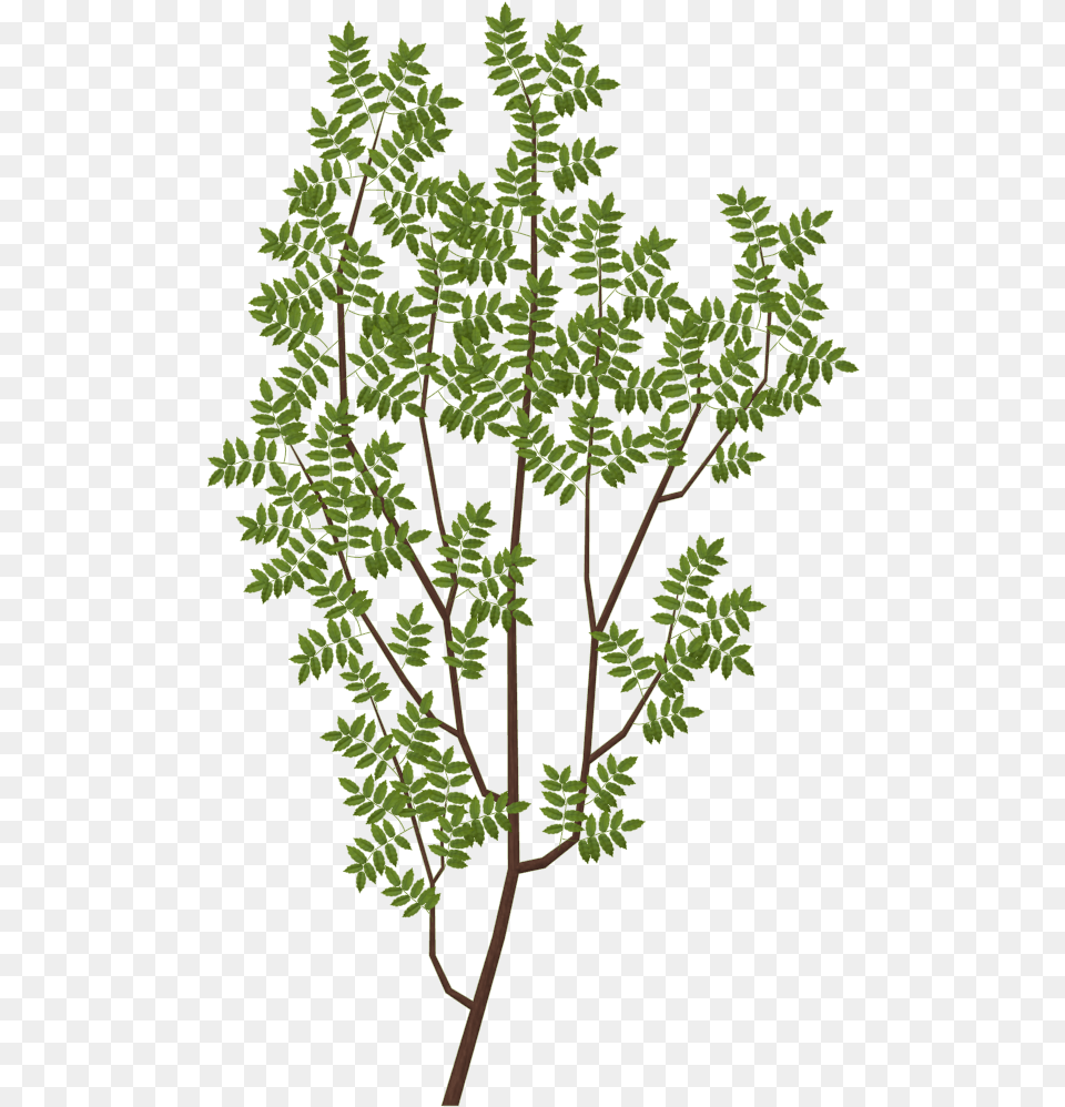 Oak Tree Branch Texture, Conifer, Plant, Vegetation, Leaf Png