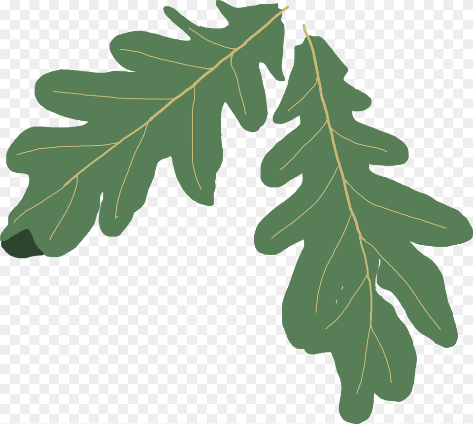 Oak Tree Clip Art Silhouette Oak Leaf Clipart, Plant, Food, Produce, Vegetable Free Png