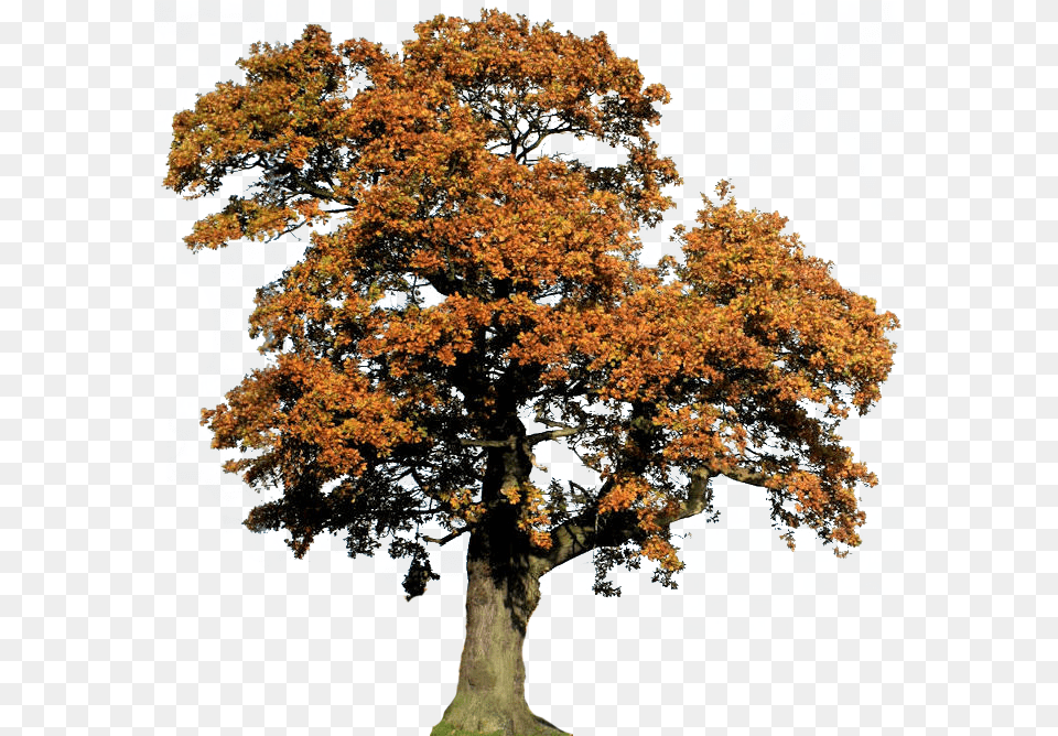 Oak Tree Clipart Oak, Plant, Sycamore, Tree Trunk, Maple Png