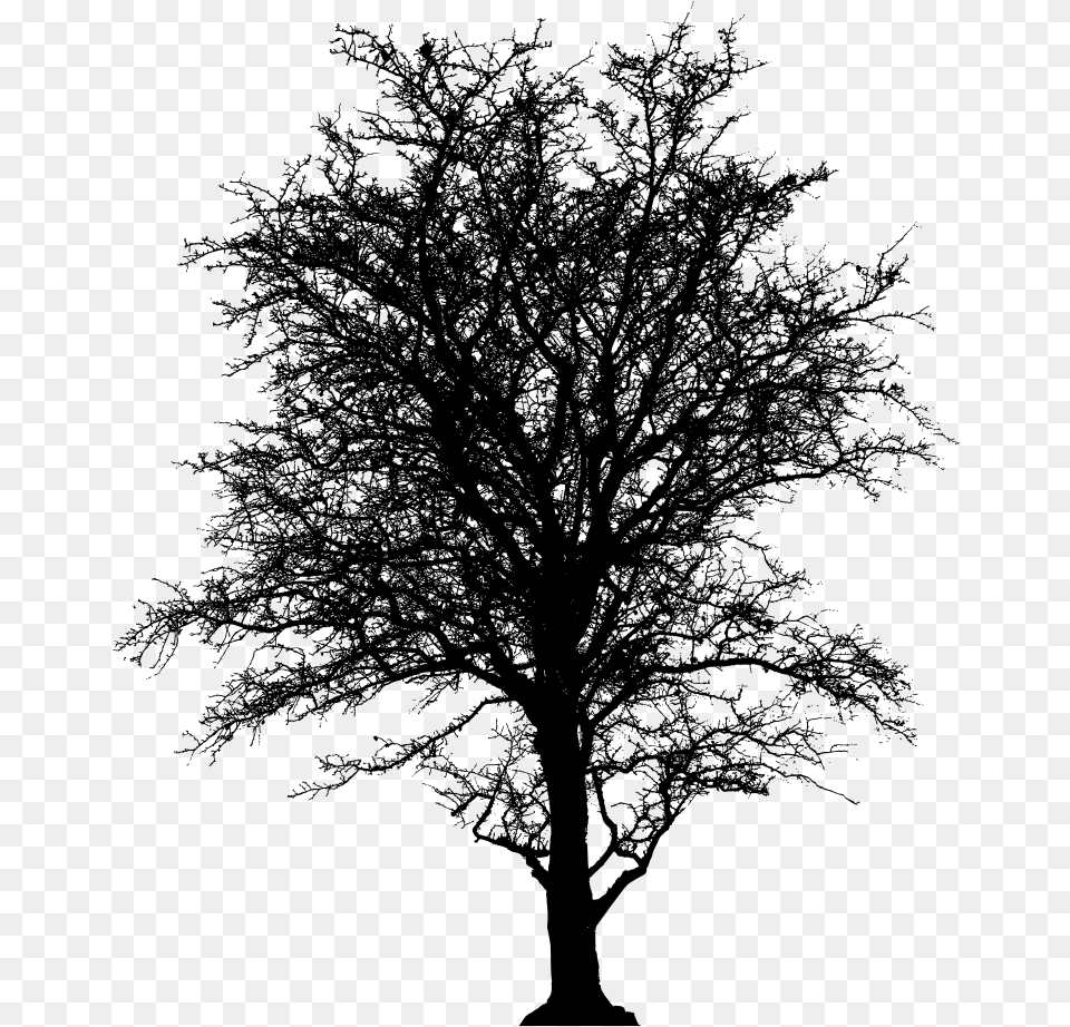 Oak Tree Clipart Silhouette Clip Library Onlinelabels Leafless Tree, Gray Free Transparent Png