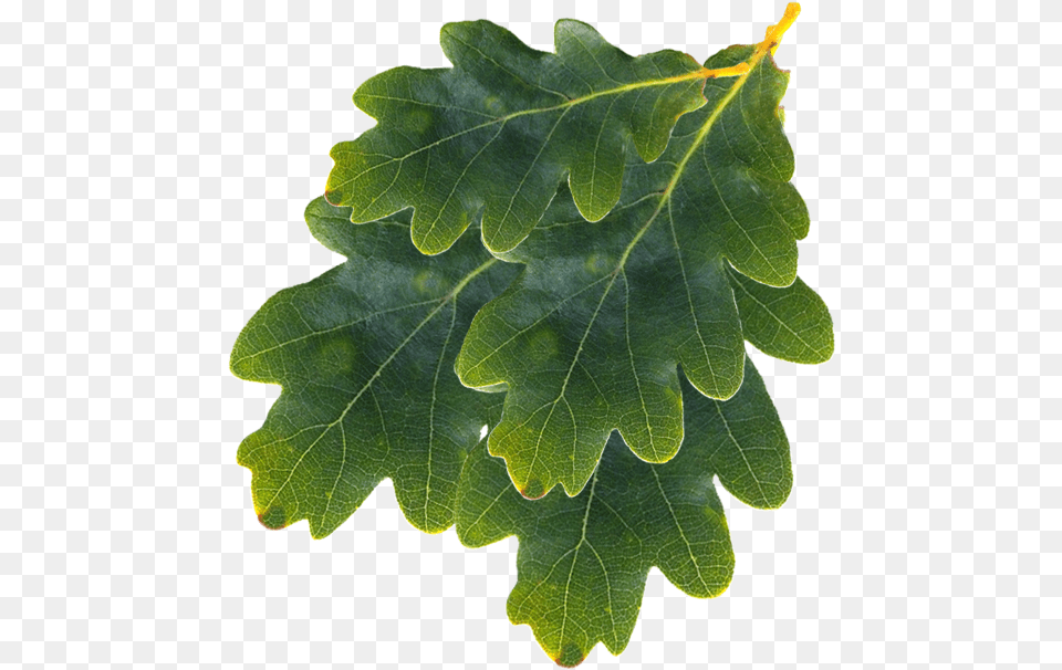 Oak Tree Cottage Boutique Accommodation Oregon White Oak, Leaf, Plant, Food, Produce Png Image