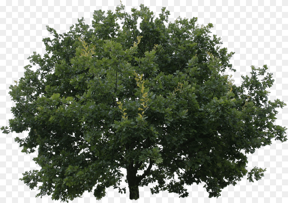 Oak Tree Cutout Free Png