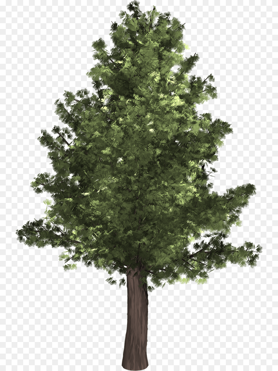 Oak Tree High Quality, Plant, Tree Trunk, Conifer, Sycamore Free Png Download