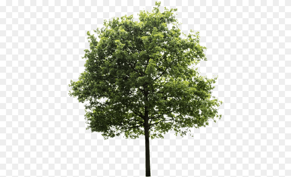 Oak Tree High Resolution Tree Transparent Background, Maple, Plant, Sycamore, Tree Trunk Free Png