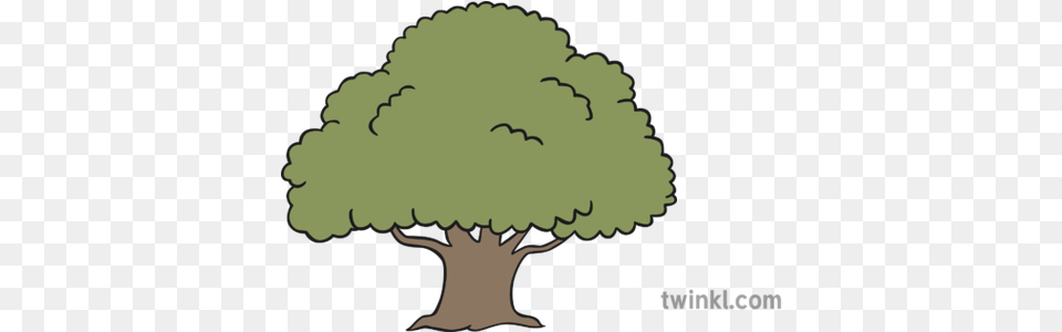 Oak Tree Illustration Arandano Blanco Y Negro, Plant, Potted Plant Free Png Download