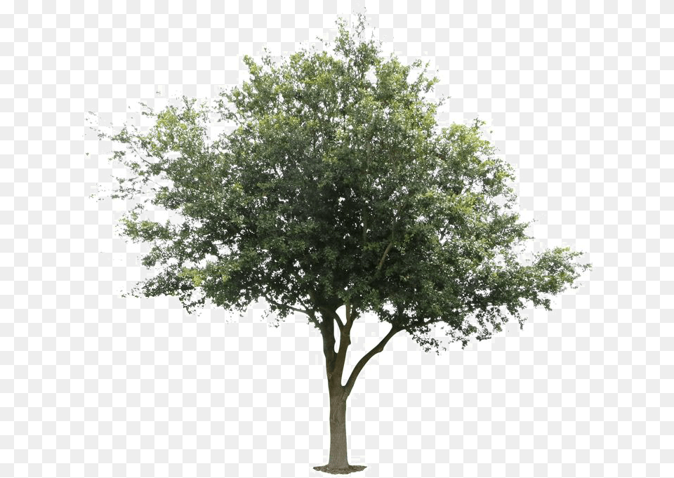 Oak Tree Arts Tree, Maple, Sycamore, Plant, Grove Png Image