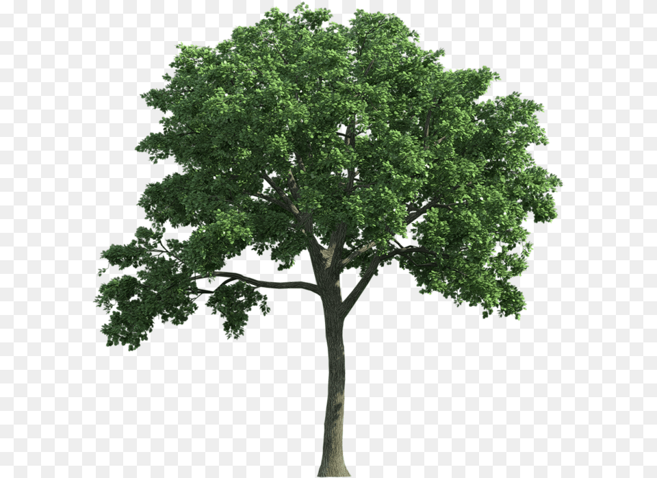 Oak Tree Ulmus, Plant, Sycamore, Tree Trunk, Maple Png Image