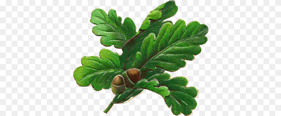 Oak Tree Leaves, Vegetable, Produce, Plant, Nut Free Transparent Png