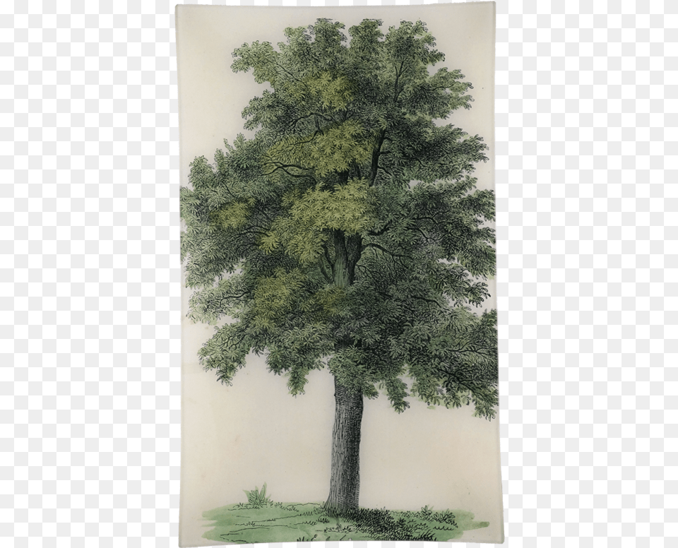 Oak Tree Oak, Art, Painting, Plant, Tree Trunk Png