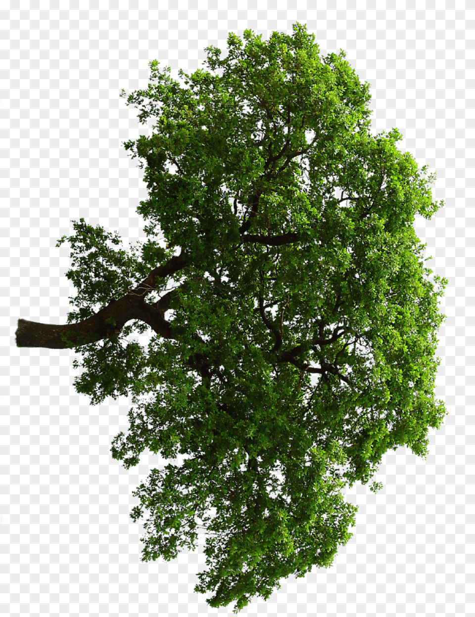 Oak Tree Oak, Plant, Sycamore, Tree Trunk, Leaf Free Transparent Png