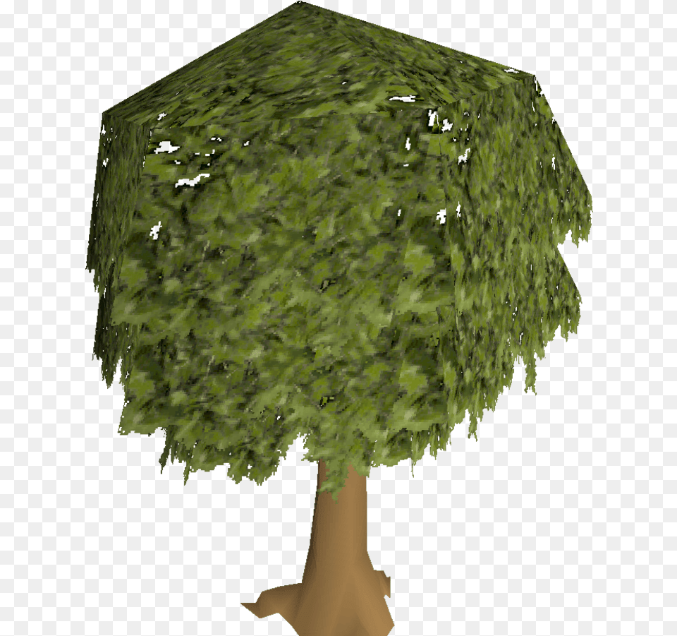 Oak Tree Old School Runescape Wiki Fandom Old School Runescape Tree, Plant, Vegetation, Green Free Png