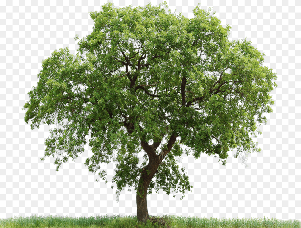 Oak Tree Photoshop, Plant, Sycamore, Tree Trunk Png Image