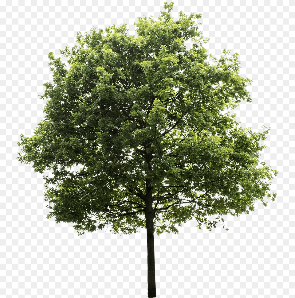 Oak Tree Photoshop Trees To Plant Render Trees Elevation For Photoshop, Maple, Sycamore, Tree Trunk Free Png Download