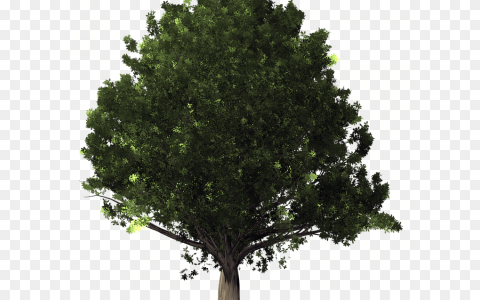 Oak Tree Pictures Oak Tree Image On Pixabay White Oak Tree Background, Plant, Sycamore, Vegetation, Conifer Free Png