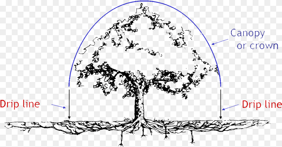 Oak Tree Root System, Nature, Night, Outdoors, Plant Free Transparent Png