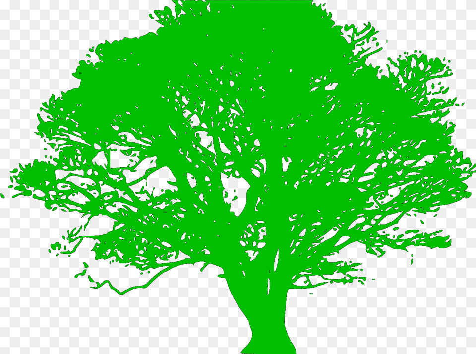 Oak Tree Silhouette, Plant, Sycamore Free Png